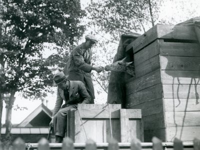 Männer transportieren eine junge Giraffe zum London Zoo und bieten bei der Ankunft einen Snack an, Mai 1923 von Frederick William Bond